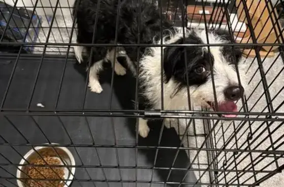 Found pets Atlanta, photo: Found Male Dog, Milton Avenue Southeast, 72, Atlanta - Very Skittish