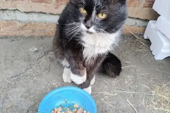 Знайдена чорно-біла кішка на Х...