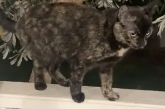 Lost pets Yarra Ranges, photo: Shy Tortoiseshell Cat Missing in Yarra