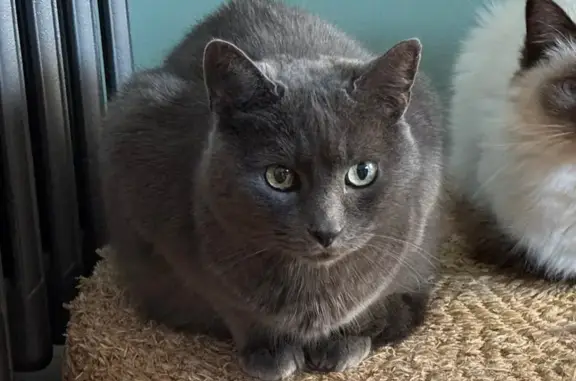 Perdu chat homme, Rue des Fontaines, 25, Lorient - robe bleue, yeux verts - photo