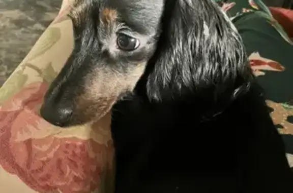 Lost Dog, Female, Centereach, New York - Small Dachshund - photo