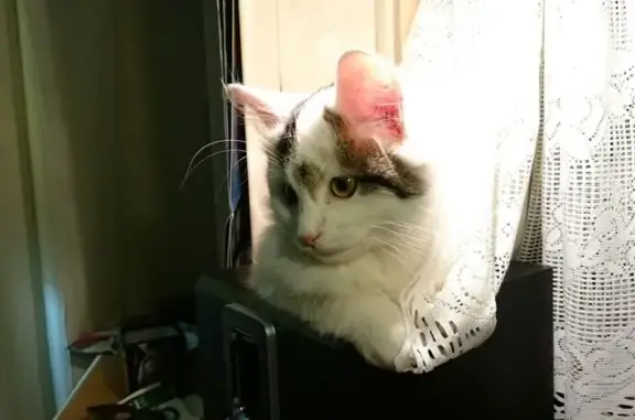 Perdu chat mâle, Rue Marceau, 18, Aulnay-sous-Bois - couleur blanche, tacheté gris et brun - photo