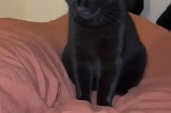 Perdu chat mâle, Rue de la Villeneuve, 38, Saint-Marcel - Tizi, 11 mois, castré et pucé - photo