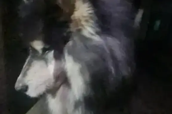 Animaux trouvés Saint-Cyr, photo: Trouvé chien mâle, Route de Sennecey, Saint-Cyr - malamute noir, pelage long