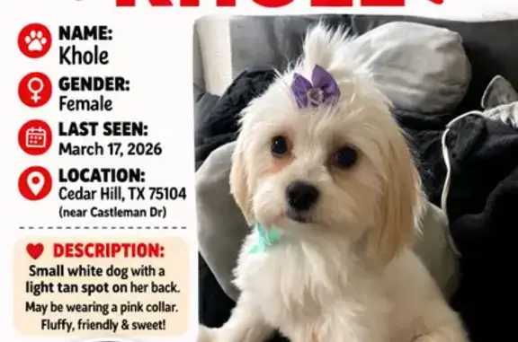 Lost dog, female, Castleman Drive, 1128, Cedar Hill - small white with tan spot - photo