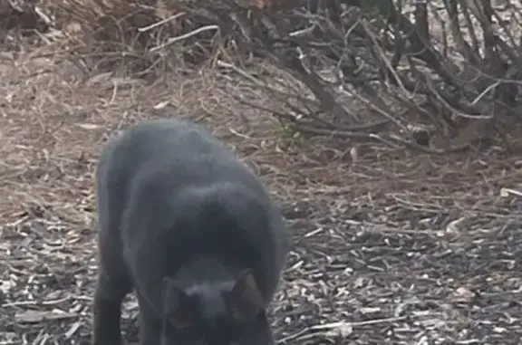 Found cat Dayton, photo: Found cat, North Main Street, 3304, Dayton - black with white spot