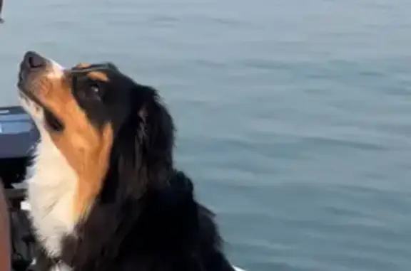 Lost Dog, Male, Rock Dome Road, Sandpoint - Australian Shepherd - photo