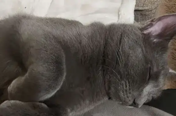 Lost Male Cat, North Windsong Drive, Prescott Valley - Grey with White Spot - photo