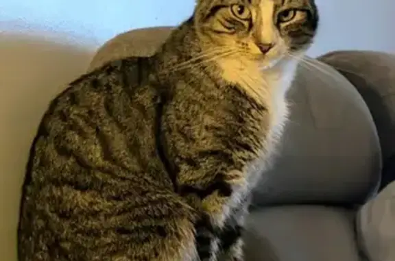 Lost cat, Road 187, 229, Marydel - male with white stripe on nose - photo