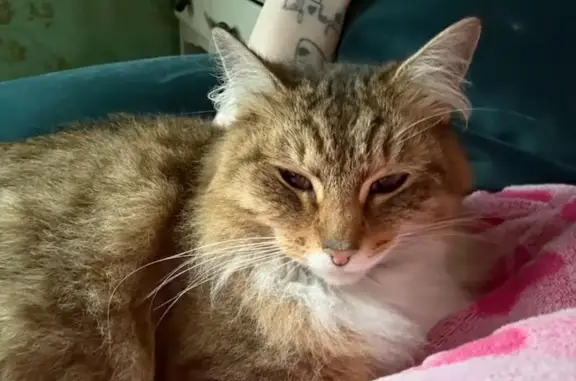 Missing cat Female, Tacoma (usl532953) - photo