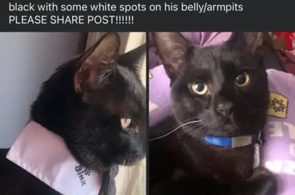 Lost male cat, Mulberry Street, 311;315, Fall River - black with yellow eyes - photo