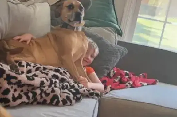 Lost Собака, Female, Seven Mile Ferry Road, 2339, Salem - Orange, skiddish but is friendly - photo