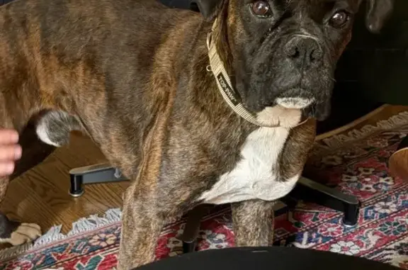 Missing dog Cottonwood Heights, photo: Lost Dog, Male, 2600 East, Cottonwood Heights - Boxer with abnormal nipple