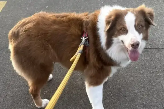 Lost Dog, Female, Lahi Street, 148, Hilo - Australian Shepherd with Blue Collar - photo