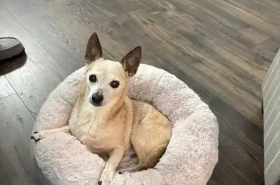 Lost Dog, Lake Wylie - Senior tan male chihuahua, mostly deaf and blind - photo