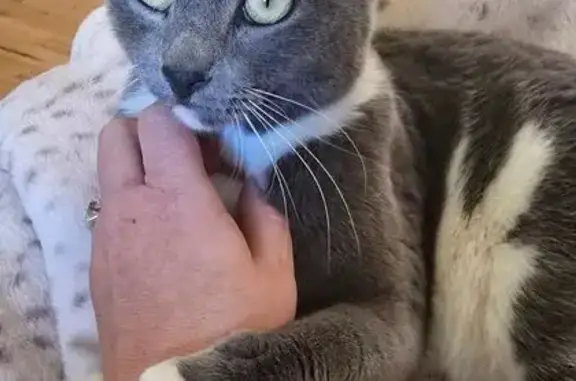 Missing cat Clifton, photo: Lost female cat, El Jardin Lane, 456, Clifton - Grey with white belly