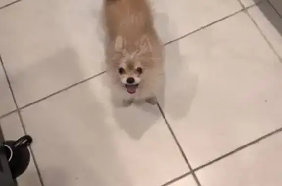 Lost Dog, Female, Southwest 10th Street, 819, Florida City - Light brown and white - photo