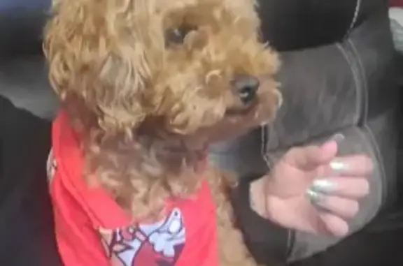 Lost Собака, Female, Philadelphia, Pennsylvania - golden brown toy puddle - photo