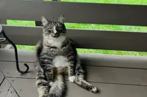 Missing cat Medford, photo: Lost Male Cat, Delta Waters Road, Medford - Large Fluffy with White Paws