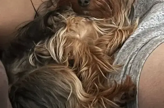 Lost Dog, Female, Foster Avenue, 2624, New York - Yorkshire Terrier - photo