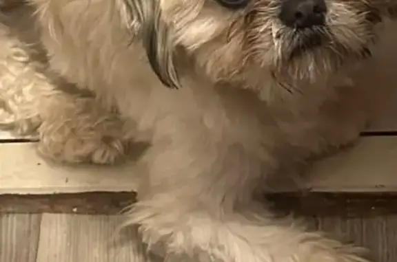 Lost male dog, 2587 Wayne White Rd, Pleasant Garden - big white eyes - photo