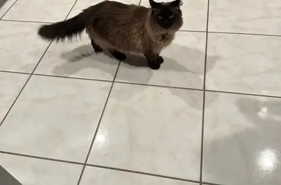 Missing cat Jupiter, photo: Lost cat, Anchor Drive, Jupiter - female with clipped ear