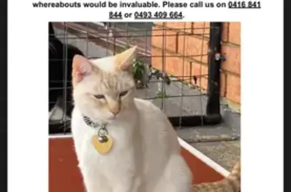 Help Find Luna: White Ragdoll/...