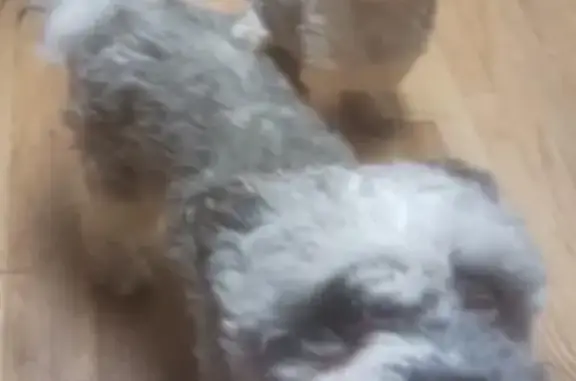 Lost Собака, Male, Wise Rd, Schaumburg, Arlington - jumpy and afraid - photo