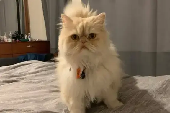 Lost Shy Persian Cat: 'Yaw' Mews Alert!