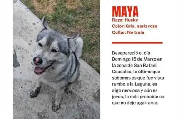 Husky Gris Perdida en Coacalco, Nariz Rosa