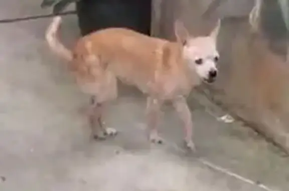 Lost Dog, Female, Monte Street, 1603, Honolulu - Friendly and Brown - photo