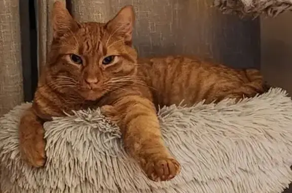 Lost male cat, South Lee Avenue, Idaho Falls - orange tabby - photo