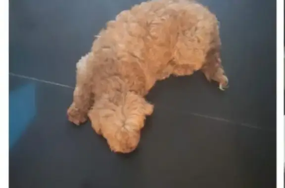 Perro perdido en Ciudad Neza: color miel