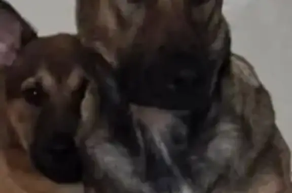 Animaux perdus Agen, photo: Perdu chien femelle, Agen, Nouvelle-Aquitaine - Vicky, malinois croisé, craintive