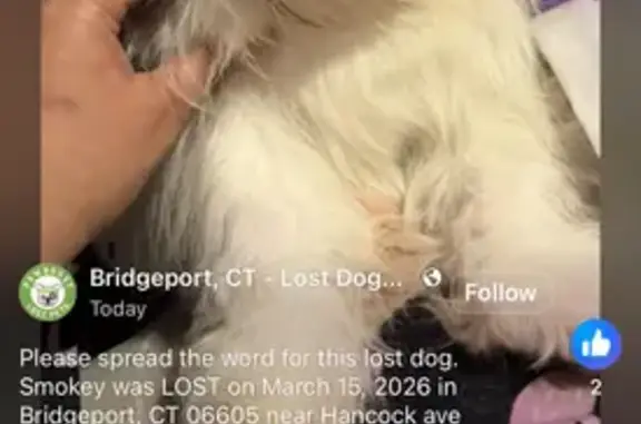 Lost dog, male, Hancock Avenue, 998, Bridgeport - support animal for a disabled child - photo