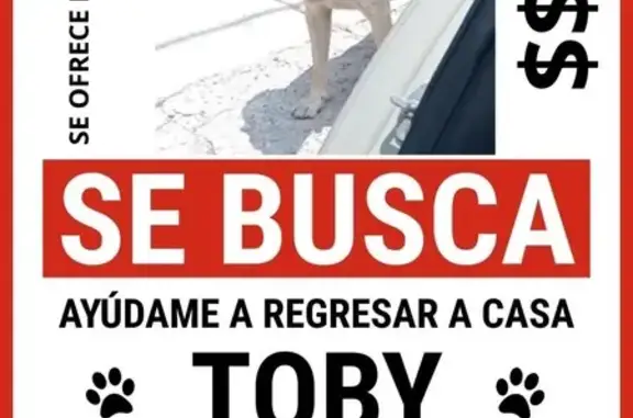 Perro Perdido con Patita Herida en Neza