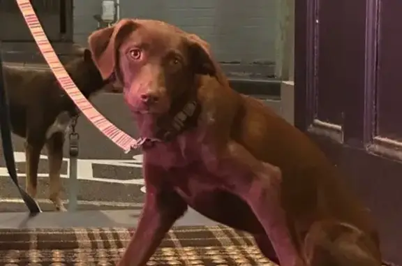 Lost Kelpie-Lab Mix in Lake Macquarie