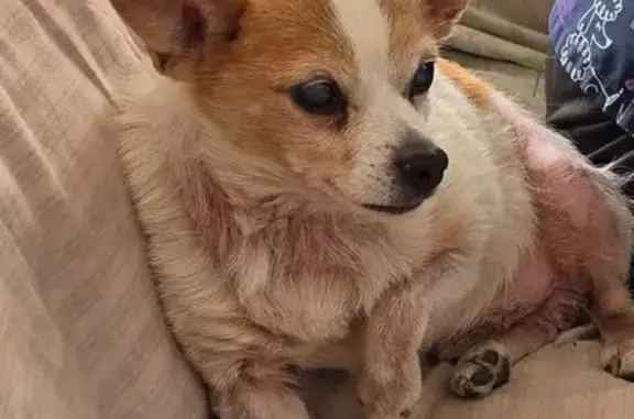 Lost Dog, Male, Mary Street, 214, Olyphant - 18 years old - photo