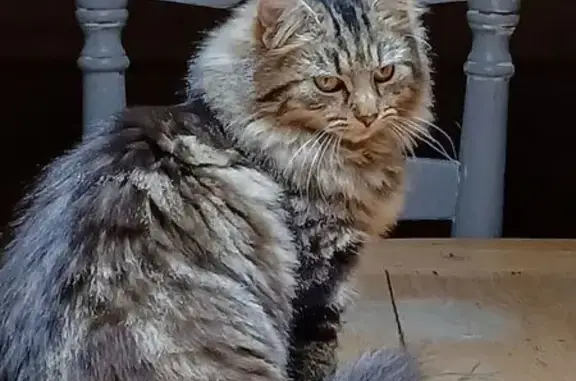 Perdu Chat Femme, Cité du Chéran, 24, Rumilly - photo