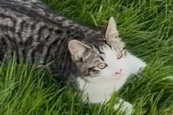 Chat perdu, Rue d'Angers, Châteaubriant - 6 mois, bicolore marron et blanc - photo