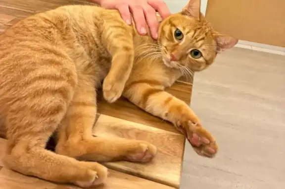 Lost: Ginger Cat Mowgli, No Collar