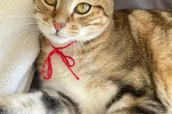 Animaux perdus Saint-Martin-d'Hères, photo: Perdu chat femelle, Avenue Jules Vallès, 33, Saint-Martin-d'Hères