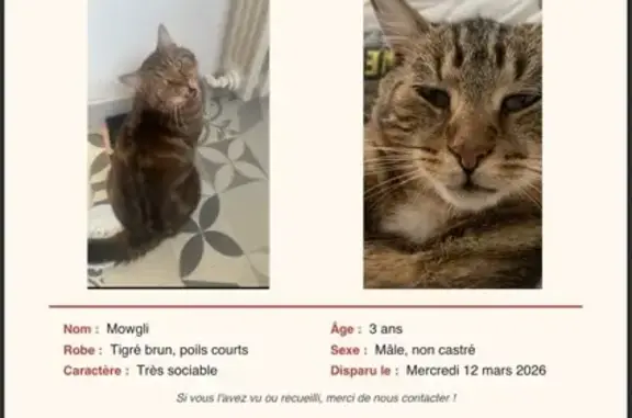 Chat perdu, Angers, photo: Chat perdu, Rue Wagram, Le Mans