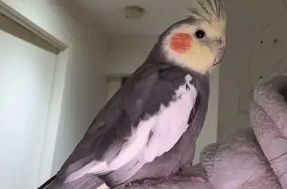 Lost pets Melbourne, photo: Lost Cockatiel: Grey & Yellow in Melbourne