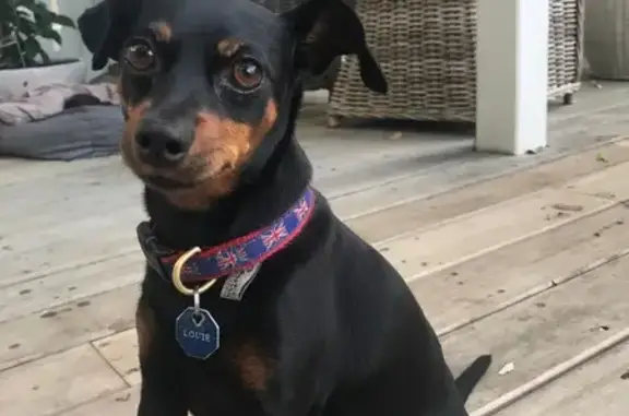Lost Black & Tan Miniature Pinscher - Bayside
