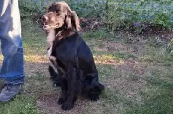 Animaux trouvés Plouhinec, photo: Trouvé chien femelle, Plouasne, Bretagne - noire avec une flamme blanche