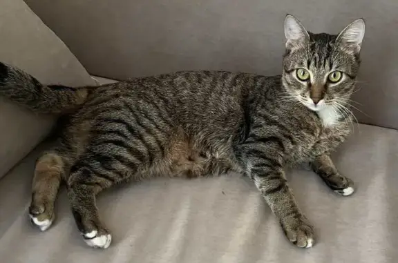 Зник кіт Лакі на Левандівці: допоможіть!