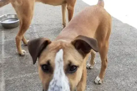 Animaux perdus Issoudun, photo: Perdu Chienne, Chezal-Benoît, Issoudun - couleur caramel, peureuse mais pas agressive