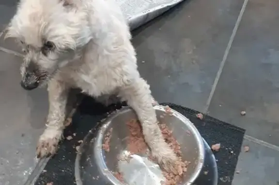 Help Find Coco: Deaf & Blind S...