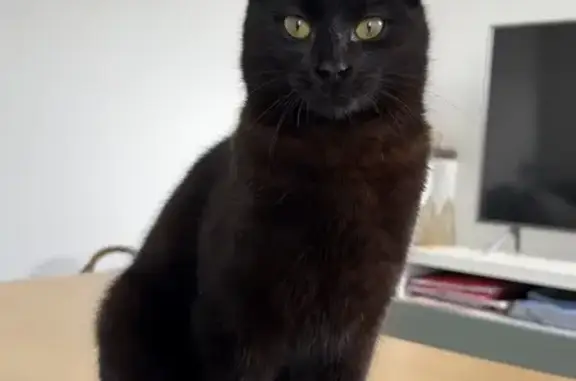 Chat trouvé Tours, photo: Trouvé chat mâle, Rue Baptiste Marcet, 27, Tours - estimé entre 5 et 7 mois